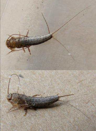 Réf. 246 840 : Ctenolepisma sp.